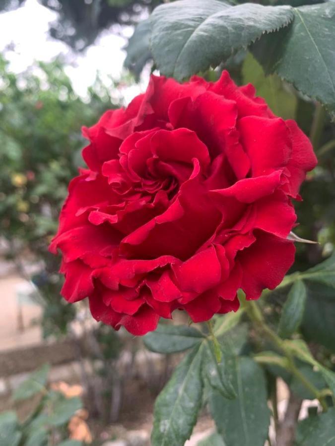 切列梅萨皮卡Il Giardino Degli Antichi Sapori别墅 外观 照片