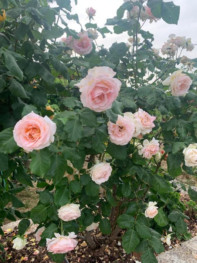 切列梅萨皮卡Il Giardino Degli Antichi Sapori别墅 外观 照片