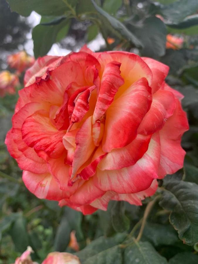 切列梅萨皮卡Il Giardino Degli Antichi Sapori别墅 外观 照片